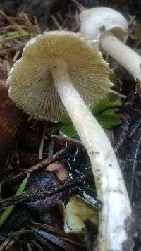 Inocybe sororia image