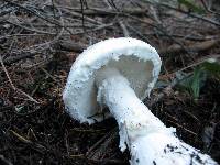 Amanita smithiana image