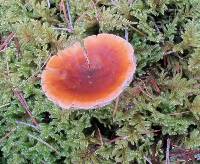 Hygrophoropsis aurantiaca image