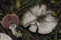 Agaricus moelleri image