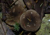 Lactarius pseudomucidus image