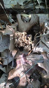 Ramaria fennica image