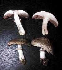 Agaricus bisporus image