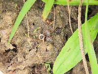 Cyathus stercoreus image