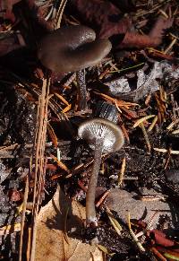 Pseudoclitocybe cyathiformis image