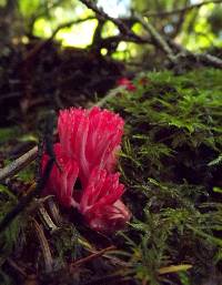 Ramaria araiospora image