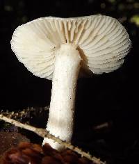 Tricholoma inamoenum image