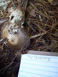 Amanita sect. Vaginatae image