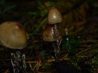 Psilocybe pelliculosa image