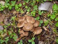 Pholiota terrestris image