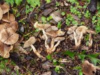 Pholiota terrestris image