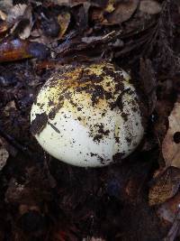 Cortinarius fulmineus image