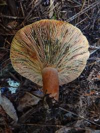 Lactarius rubrilacteus image