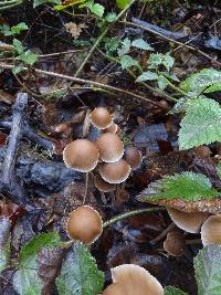 Psathyrella corrugis image