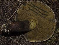 Boletus coniferarum image