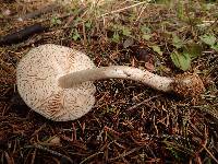 Pluteus atromarginatus image