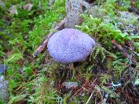 Cortinarius traganus image