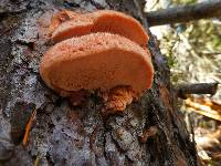 Leptoporus mollis image