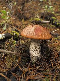 Leccinum largentii image