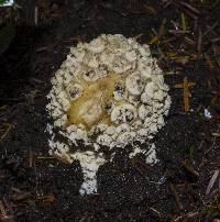 Amanita muscaria var. formosa image