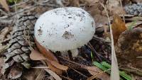 Amanita longipes image