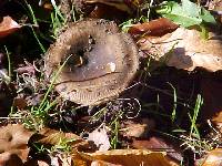 Russula brunneola image