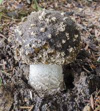 Amanita muscaria var. formosa image