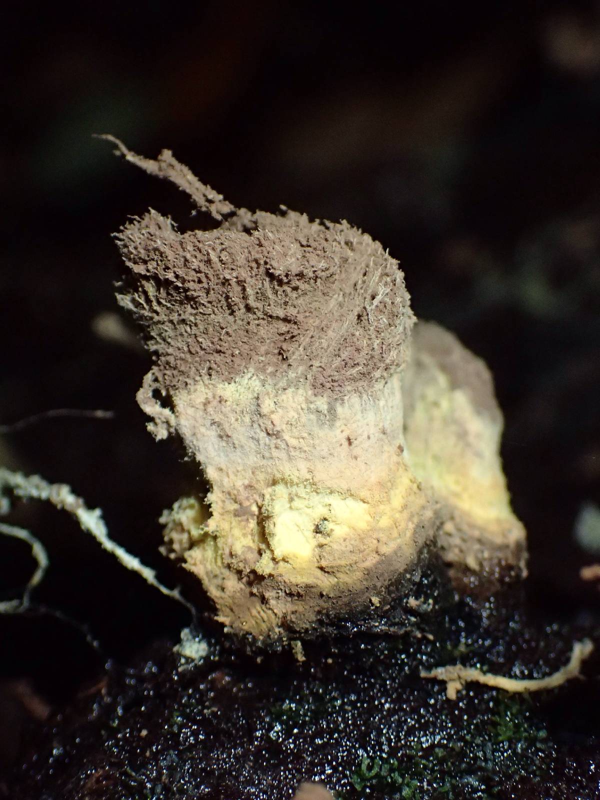 Trichocoma paradoxa image