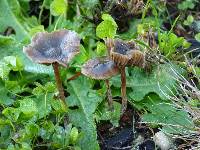 Psilocybe baeocystis image