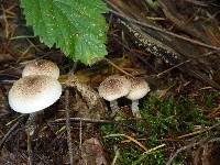 Pholiota decorata image
