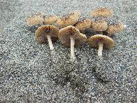 Psathyrella ammophila image