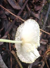 Leucocoprinus fragilissimus image