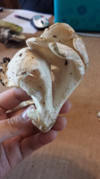 Grifola frondosa image