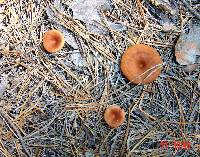 Clitocybe squamulosa image