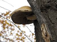 Hemipholiota populnea image