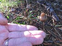 Psilocybe semilanceata image