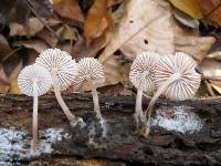 Mycena niveipes image