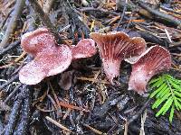 Hygrophorus capreolarius image