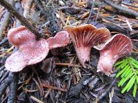 Hygrophorus capreolarius image