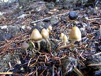 Psilocybe pelliculosa image