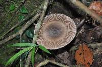 Amanita sect. Vaginatae image