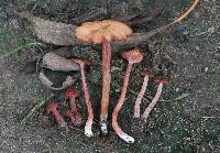 Laccaria fraterna image