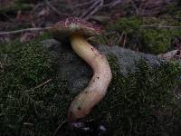 Boletus chrysenteron image