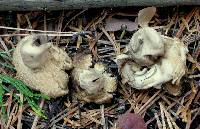 Geastrum fimbriatum image