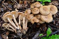 Pholiota terrestris image