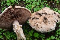 Agaricus cupreobrunneus image