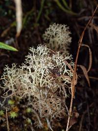 Cladonia polia image