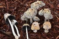 Coprinellus flocculosus image