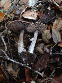 Agaricus arorae image