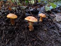 Suillus ponderosus image